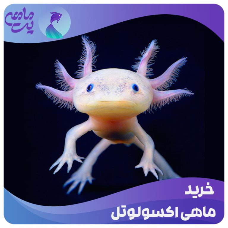 خرید ماهی اکسولوتل