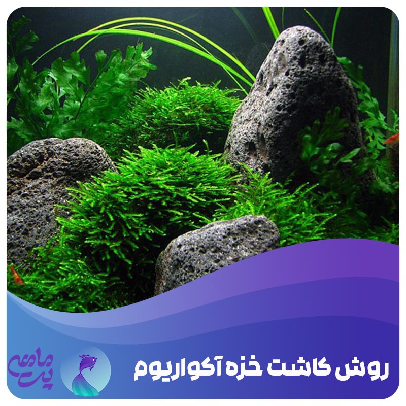روش کاشت خزه آکواریوم