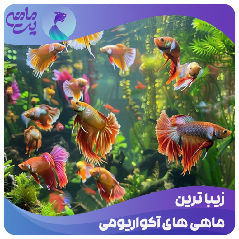 زیباترین ماهی های آکواریومی