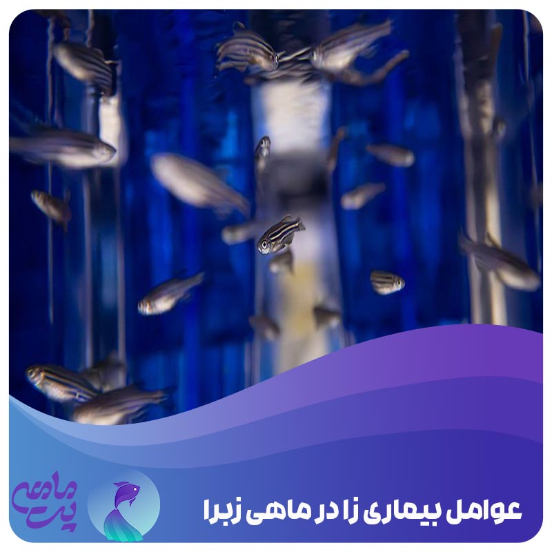 عوامل بیماری زا در ماهی زبرا