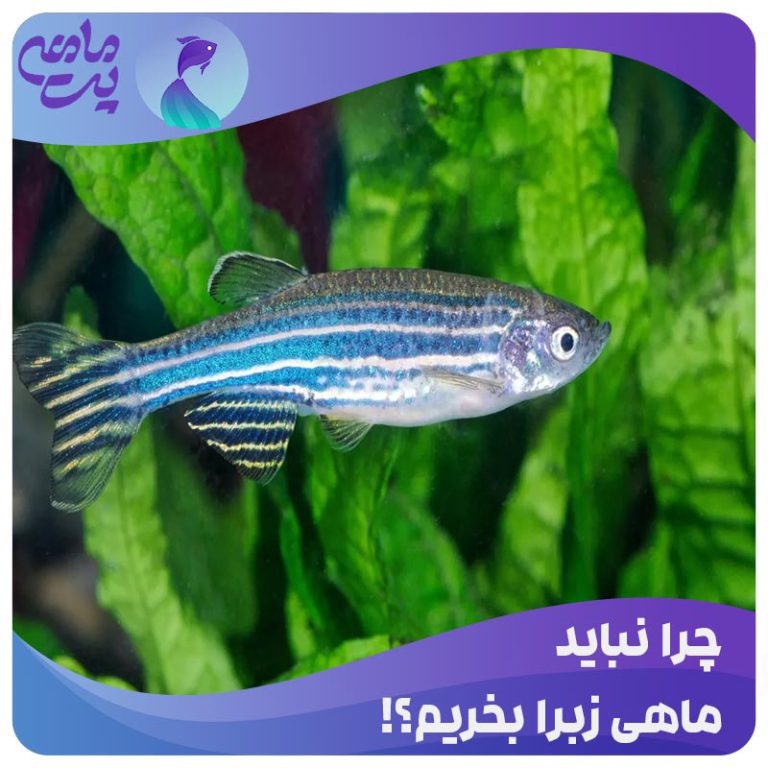 چرا نباید ماهی زبرا بخریم
