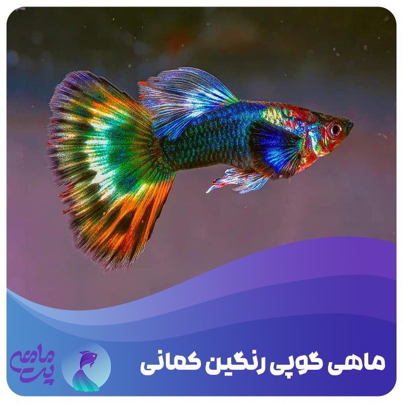 ماهی گوپی رنگین کمانی