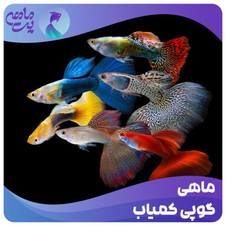 ماهی گوپی کمیاب