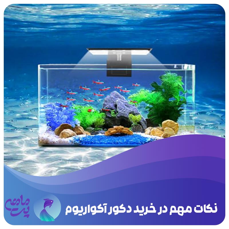 نکات مهم خرید آکواریوم