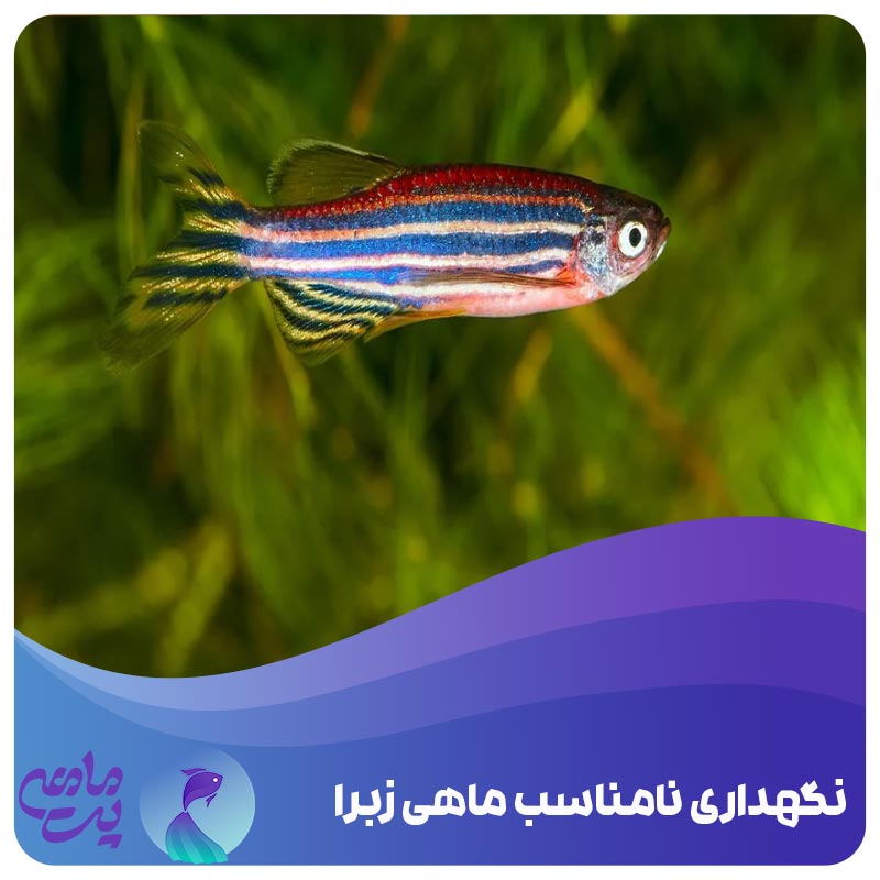 نگهداری ماهی زبرا
