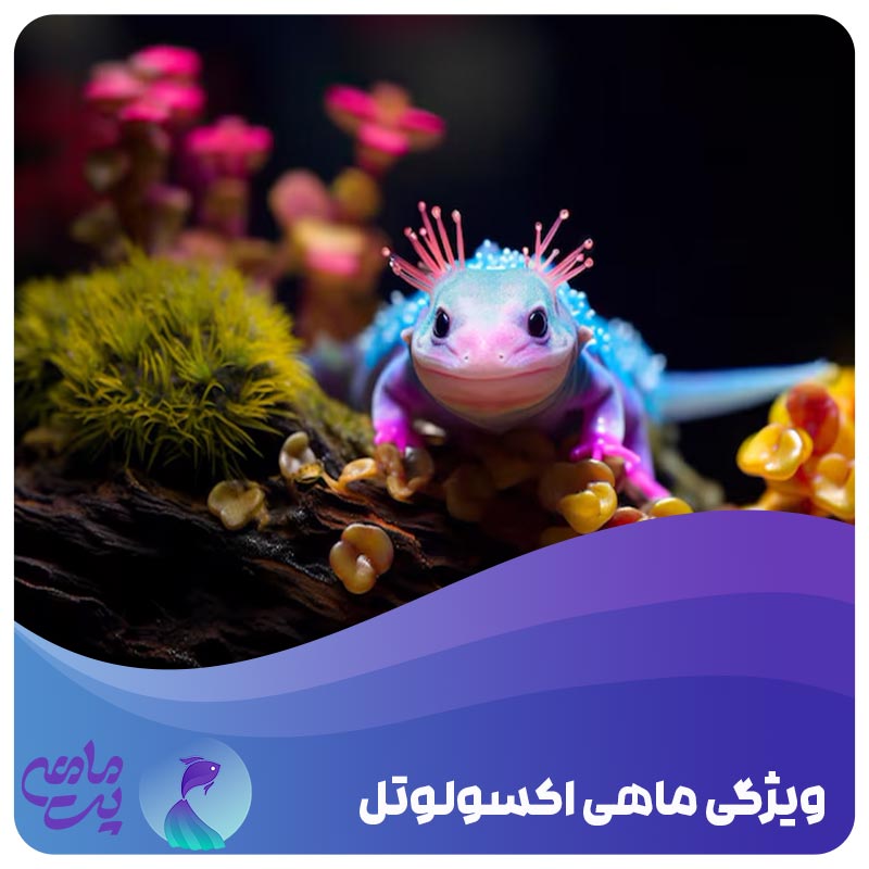 ویژگی ماهی اکسولوتل