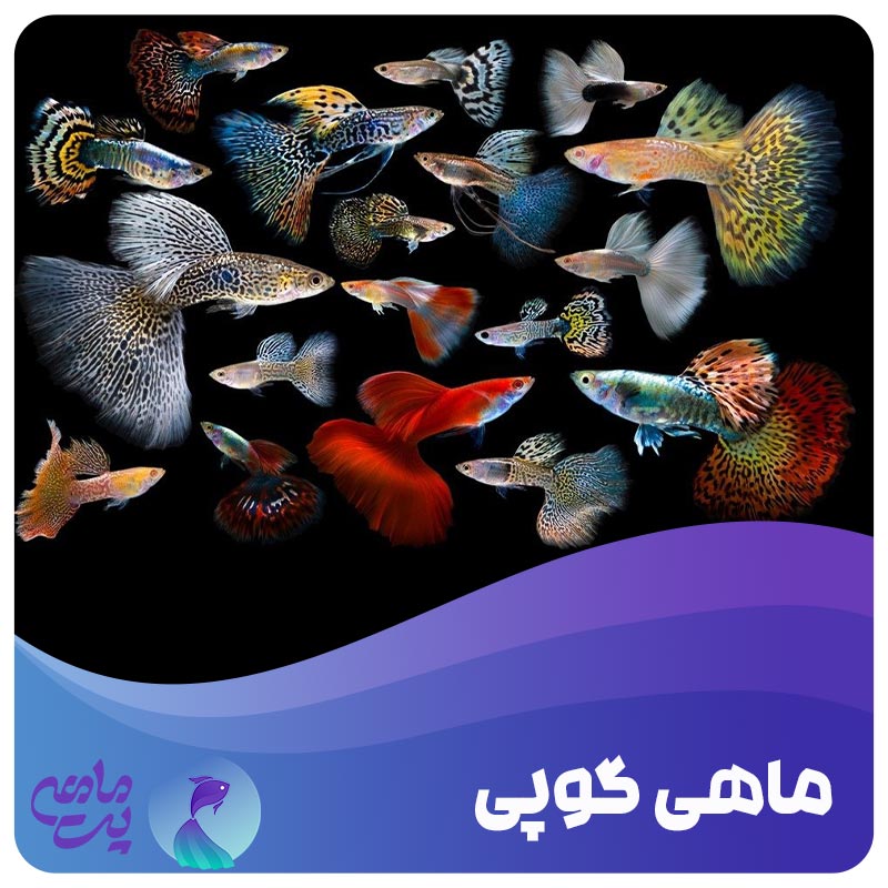 ماهی گوپی