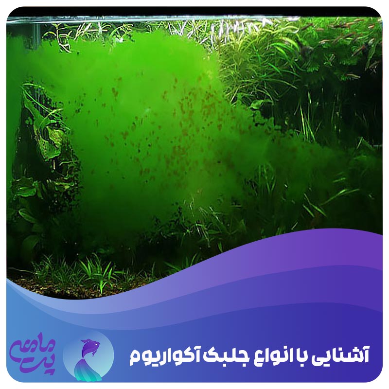 انواع جلبک آکواریوم