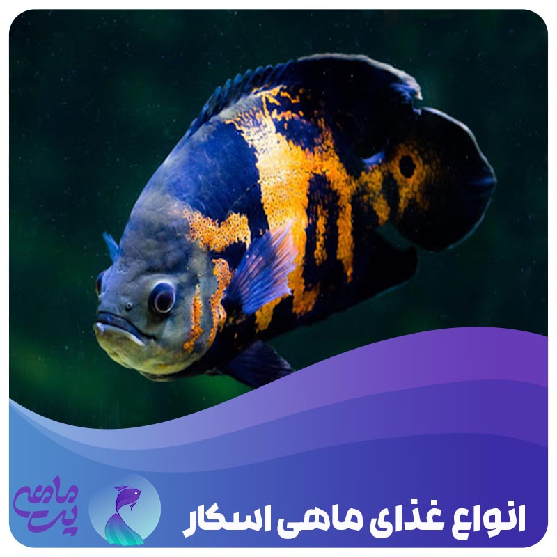 انواع غذای ماهی اسکار