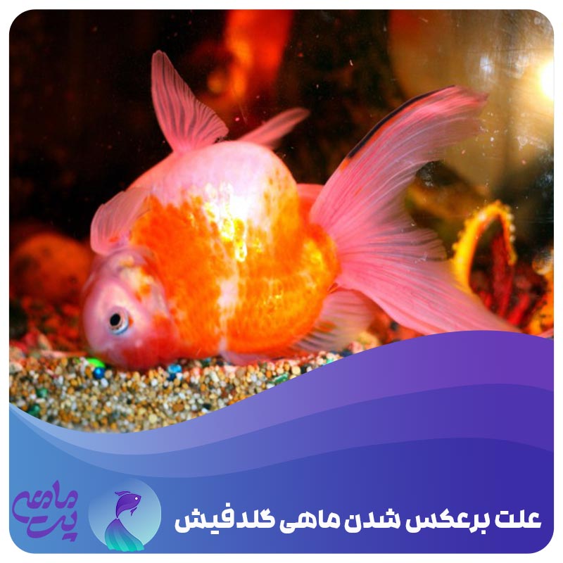 علت برعکس شدن ماهی گلدفیش