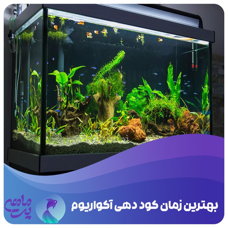 بهترین زمان کود دهی آکواریوم
