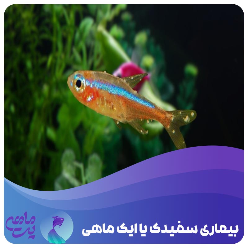 درمان سفیدک ماهی با نمک