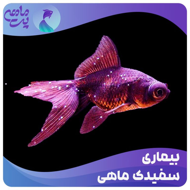 بیماری سفیدک ماهی