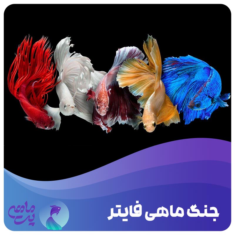 جنگ ماهی فایتر یا بتا