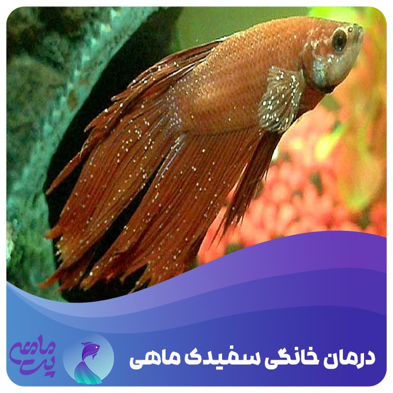 درمان خانگی سفیدک ماهی