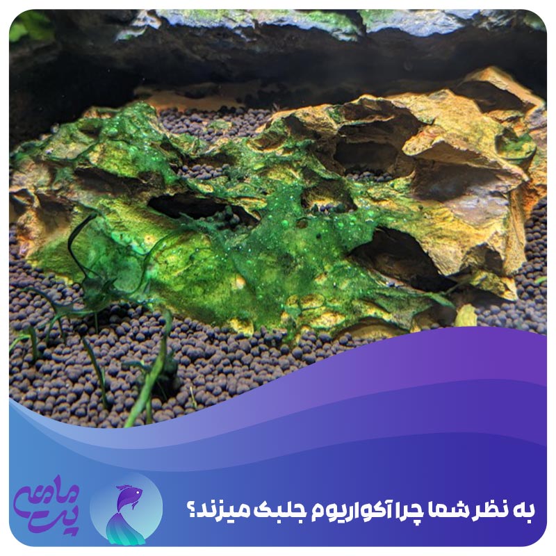 دلایل جلبک زدن آکواریوم