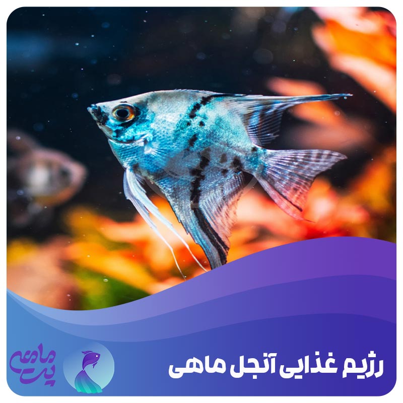رژیم غذایی آنجل ماهی