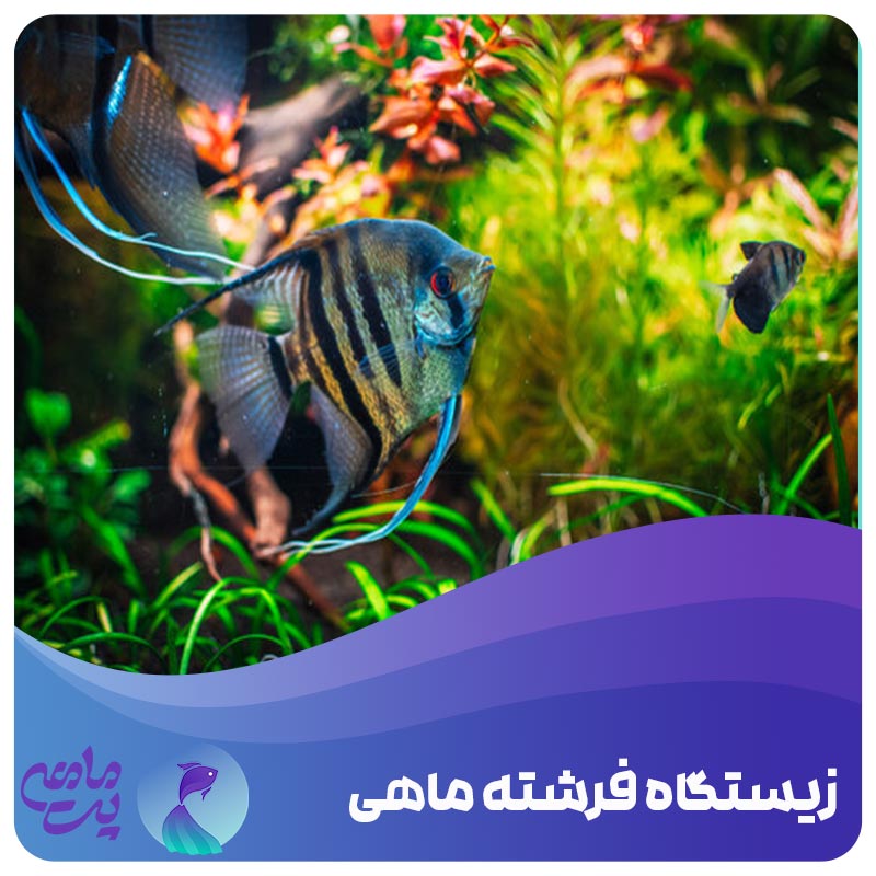 زیستگاه فرشته ماهی