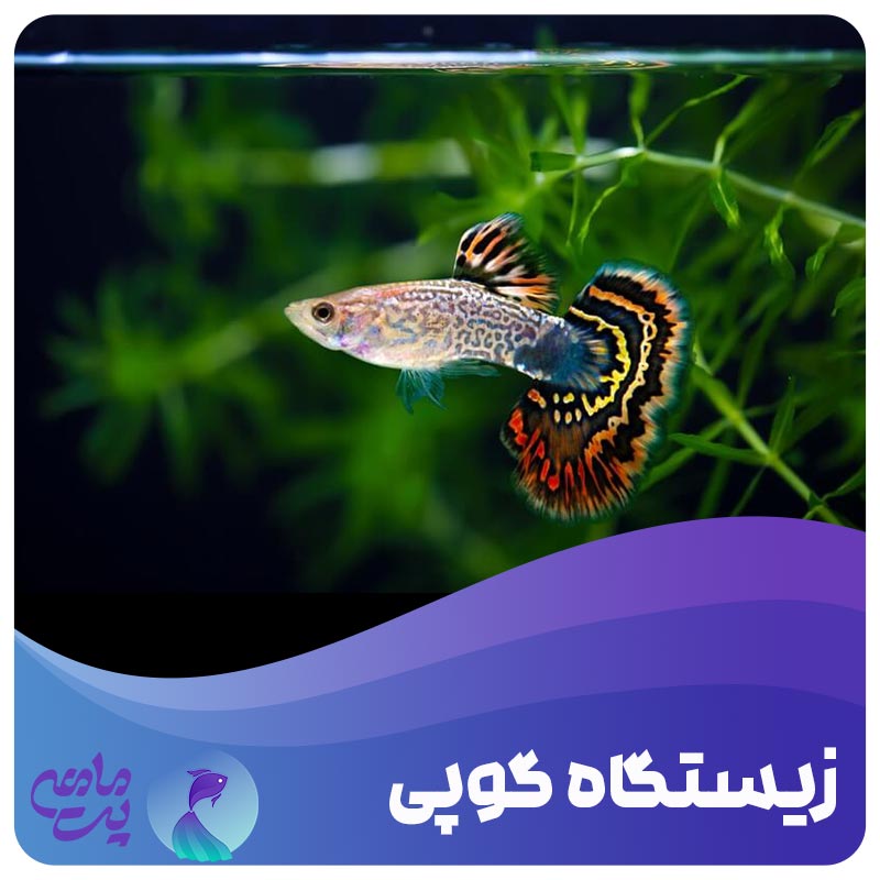 قیمت ماهی گوپی