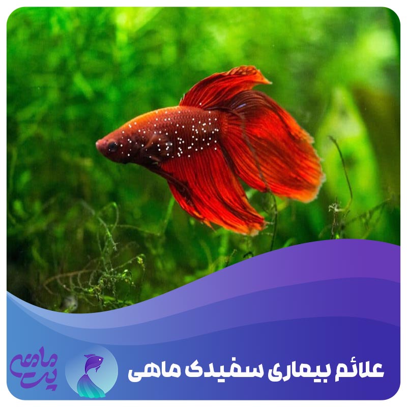 سفیدک ماهی یا ایک