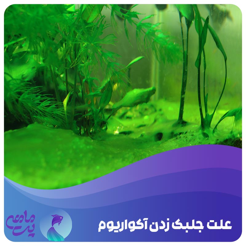 علت جلبک زدن آکواریوم