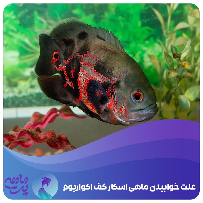 علت خوابیدن ماهی اسکار کف اکواریوم