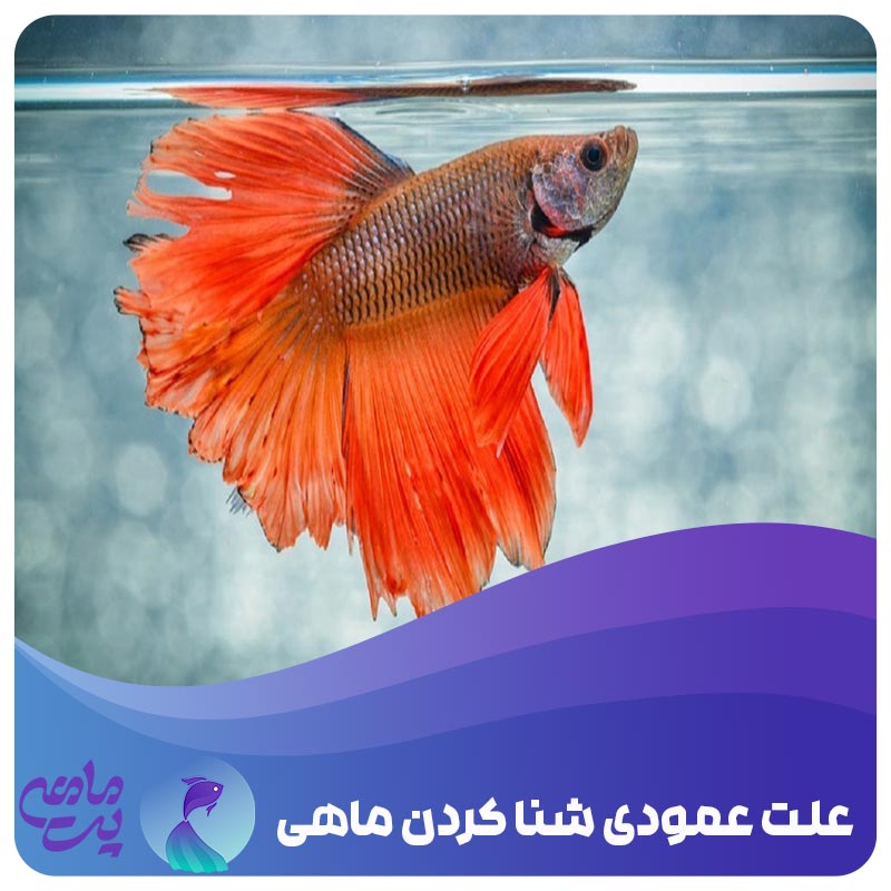 علت به پهلو افتادن ماهی آکواریومی