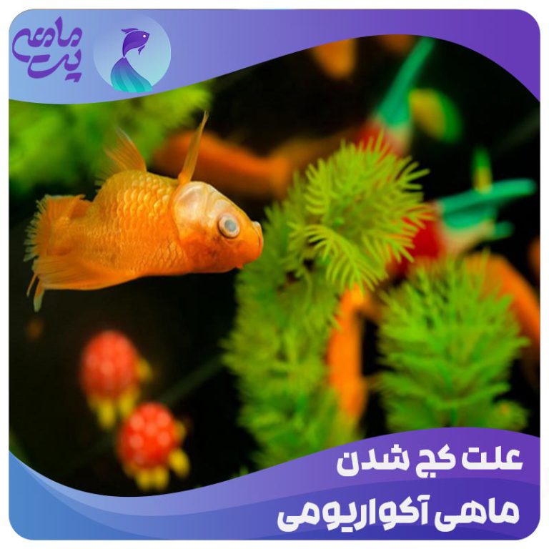 علت کج شدن ماهی آکواریومی