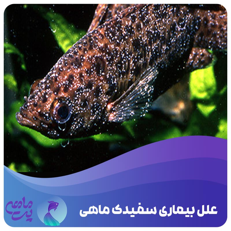 بیماری سفیدک ماهی آکواریومی