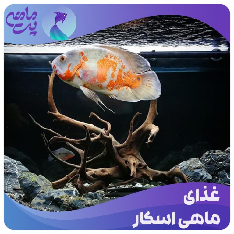 غذای ماهی اسکار