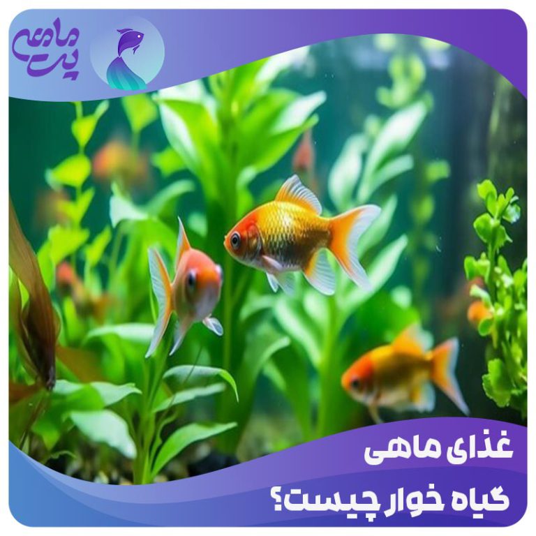 غذای ماهی گیاه خوار چیست
