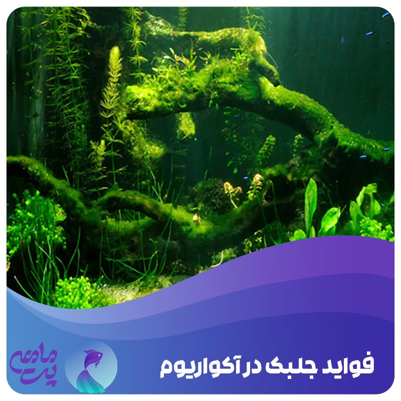 فواید جلبک زدن آکواریوم