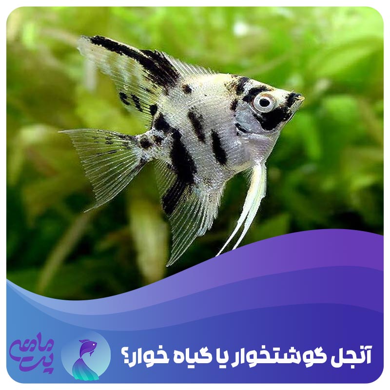 تغذیه ماهی آنجل