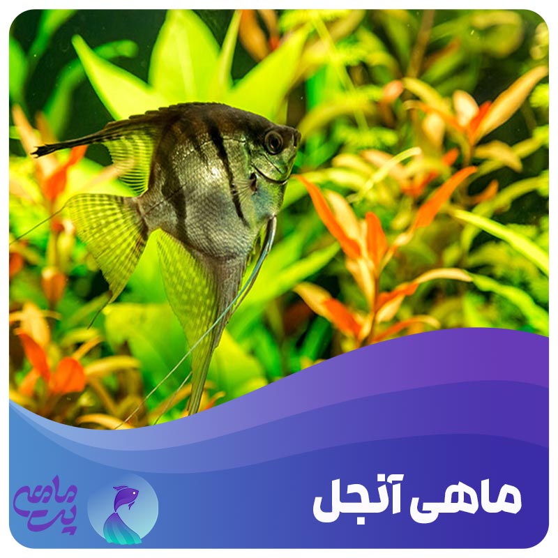 ماهی آنجل