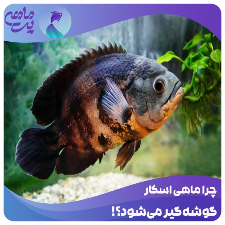 چرا ماهی اسکار گوشه گیر میشود