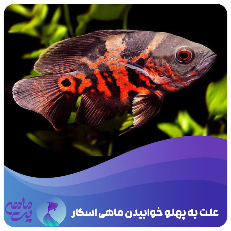 علت به پهلو خوابیدن ماهی اسکار