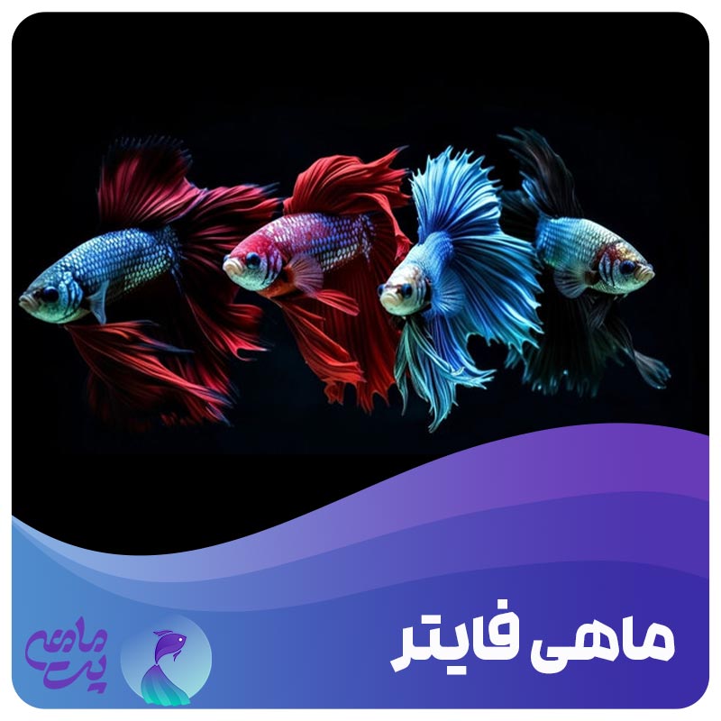 ماهی فایتر