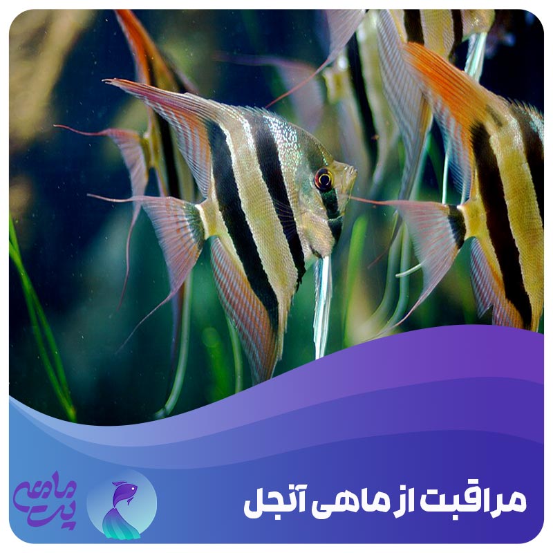 مراقبت از ماهی آنجل