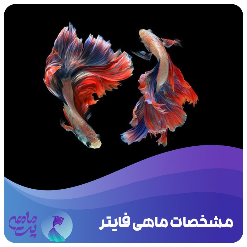مشخصات ماهی فایتر بتا