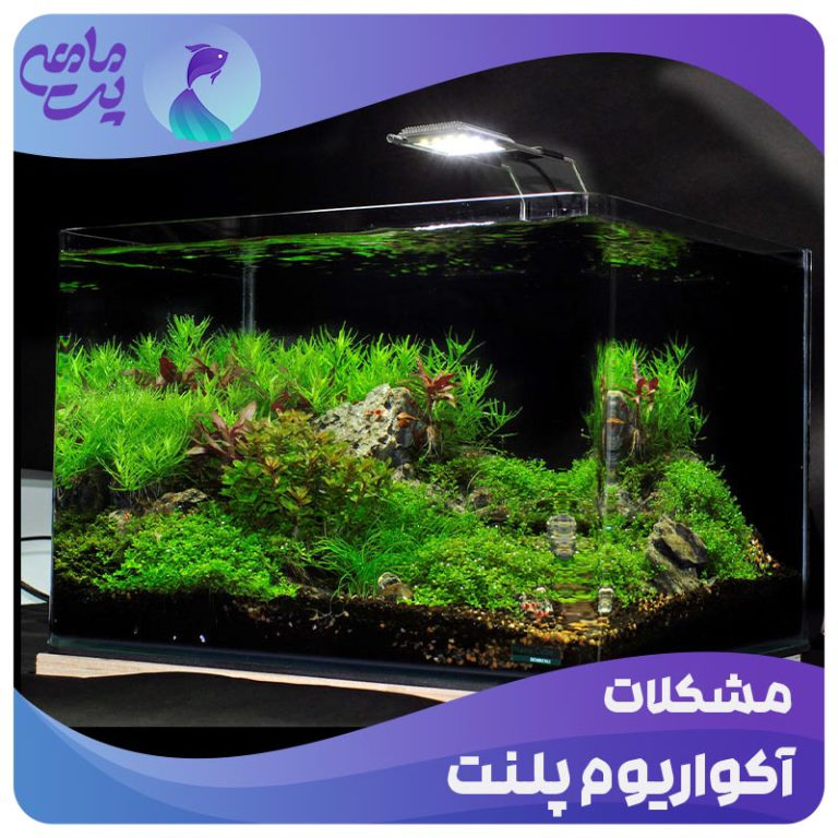 مشکلات آکواریوم پلنت