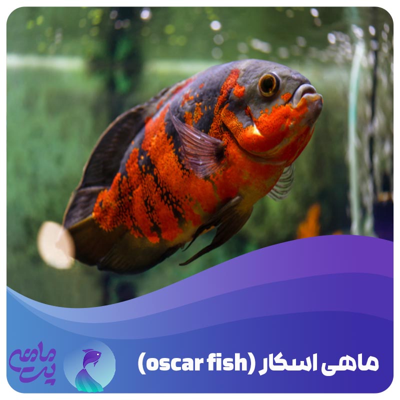 علت غذا نخوردن ماهی اسکار