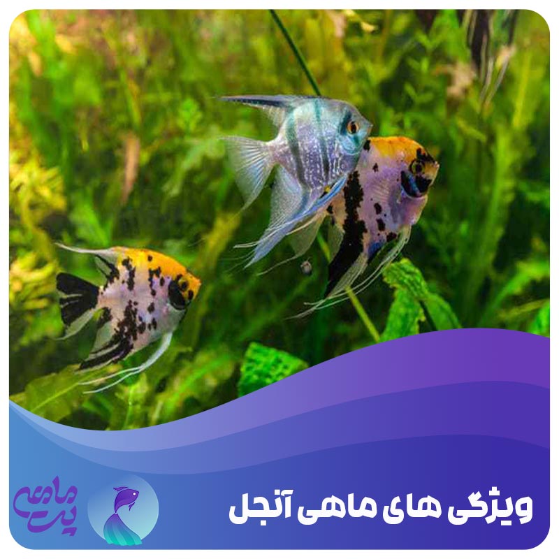 ویژگی ماهی آنجل
