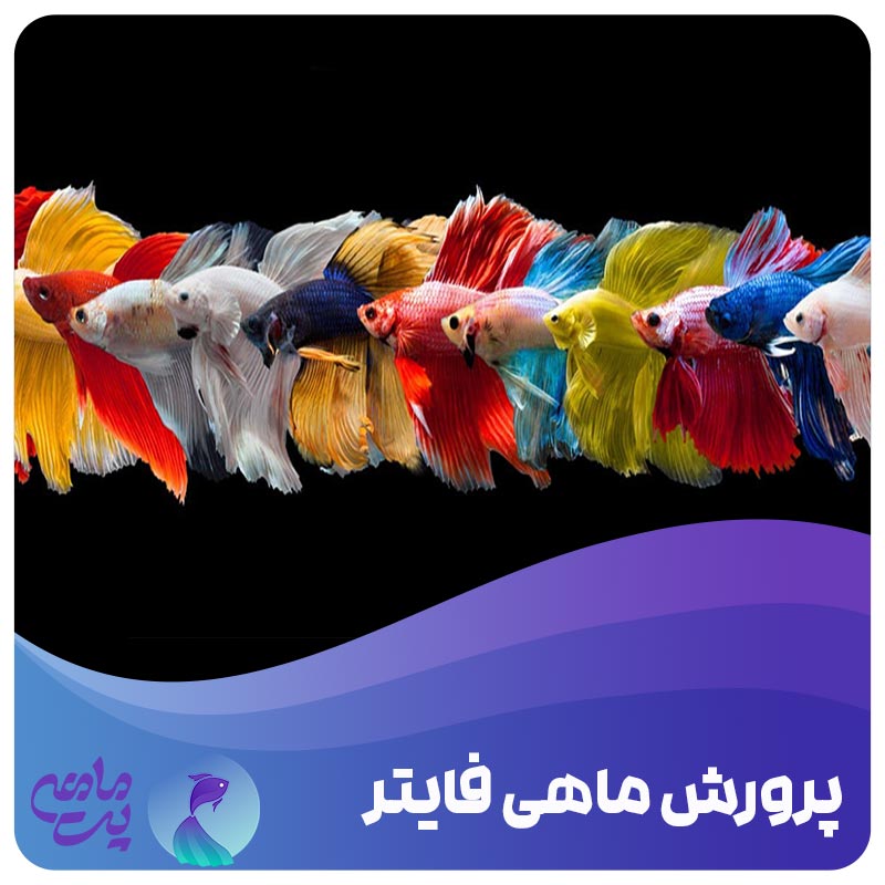ماهی بتا
