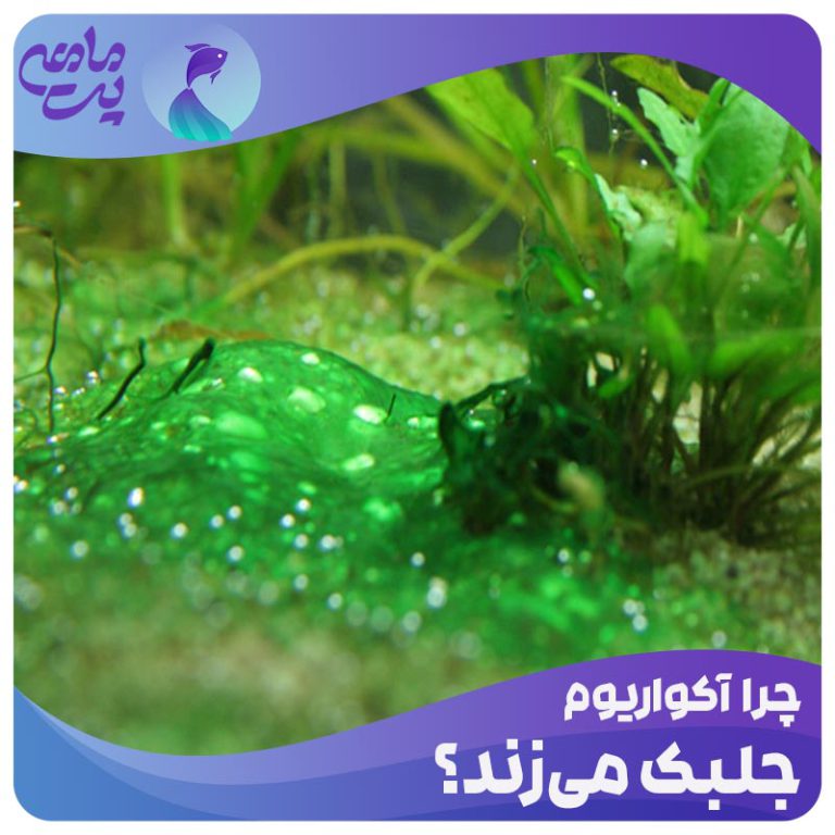 چرا آکواریوم جلبک میزند