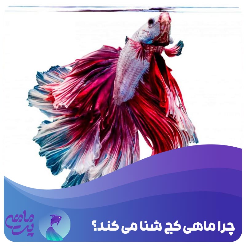چرا ماهی کج شنا میکند