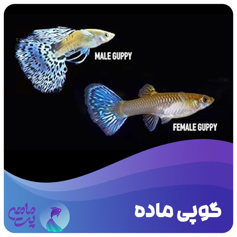 گوپی ماده