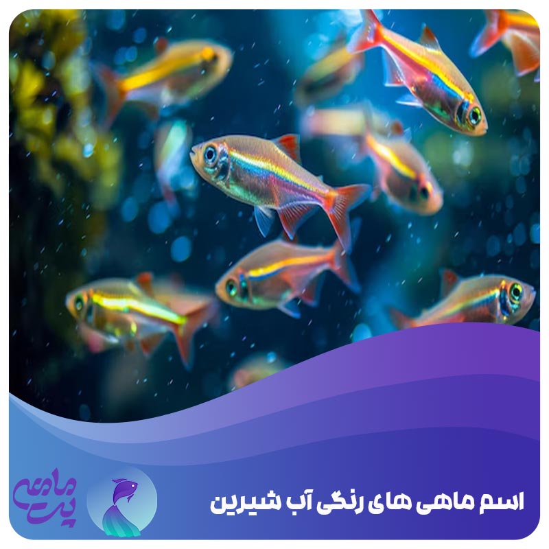 اسم ماهی های رنگی آب شیرین