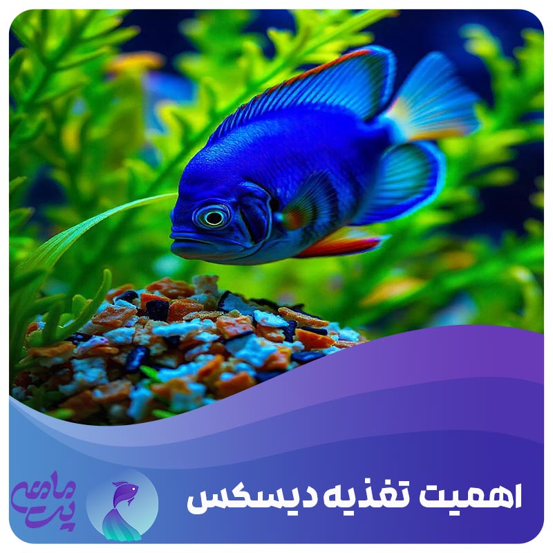 غذای مخصوص دیسکس