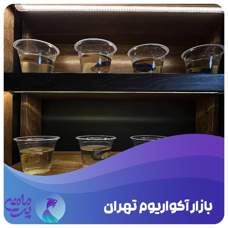 بازار آکوازیوم تهران