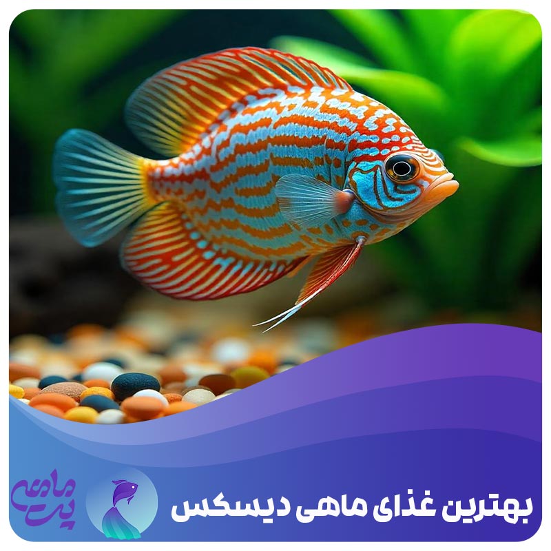 بهترین غذای ماهی دیسکس